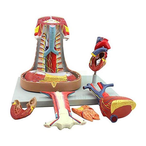Human Mediastinum Model